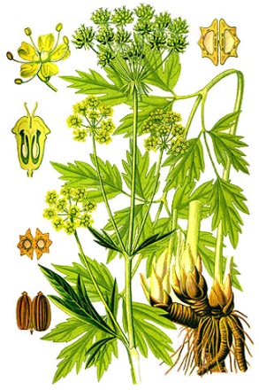 Растение любисток лекарственный (Levisticum officinále).