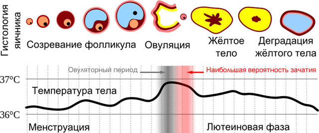 Что такое овуляторная фаза у женщин